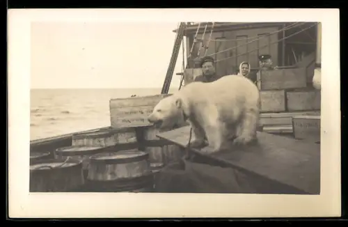 Foto-AK Gefangener Eisbär auf einem Schiff