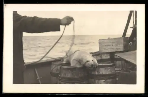 Foto-AK Gefangener Eisbär auf einem Schiff