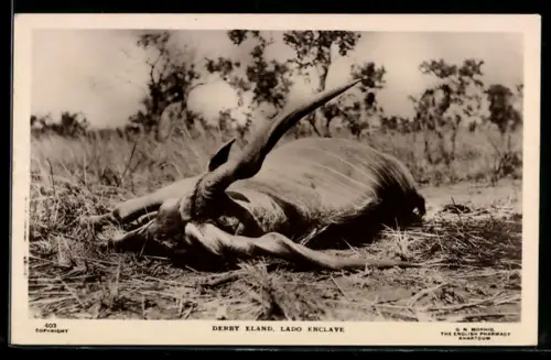 AK Erlegtes Tier nach der Jagd