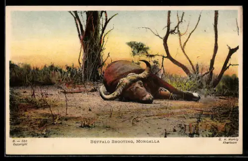 AK Erlegter Büffel nach der Jagd