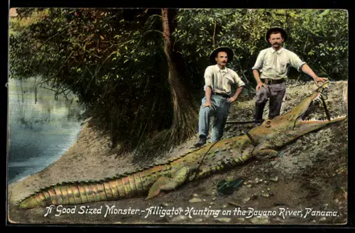 AK Panama, A good sized Monster-Alligator hunting on the Bayano River, Männer stehen neben dem Krokodil
