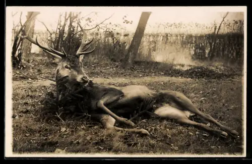 Foto-AK Erlegter Hirsch nach der Jagd
