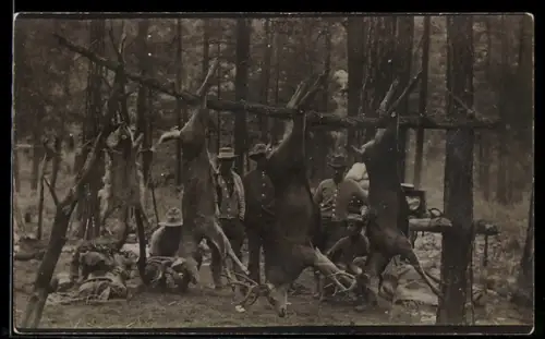 Foto-AK Erlegte Hirsche nach der Jagd