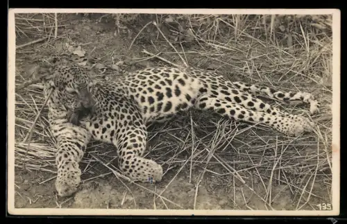 Foto-AK Getöter Leopard nach der Jagd