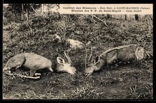 AK Erlegte Antilopen nach der Jagd