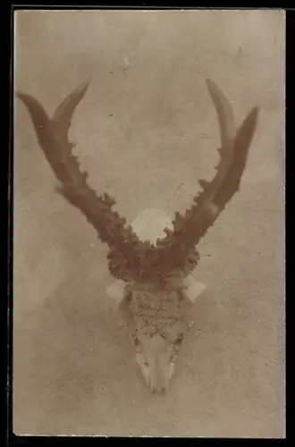 Foto-AK Beuteschädel nach der Jagd