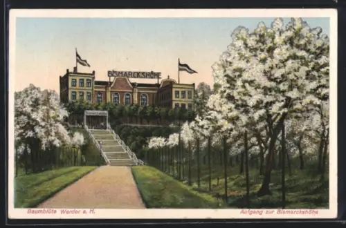 AK Werder a. H., Baumblüte, Aufgang zum Hotel Bismarckshöhe