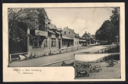 AK Bad Harzburg /Harz, Molkenhaus, Kühe auf der Weide