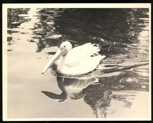 Fotografie Pelikan auf dem Wasser