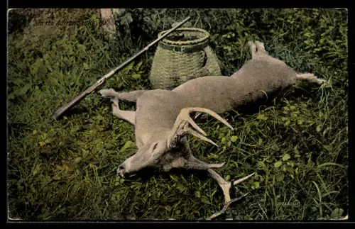 AK Auf Jagd erlegter Hirsch auf Wiese
