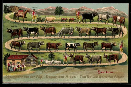 AK Blons, Alpe Sentum, Bauer Anton kehrt mit seinen Kühen von der Alp zurück