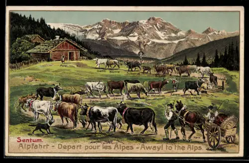 AK Sentum, Ochsen bei der Alpfahrt, Viehzucht, Bauer