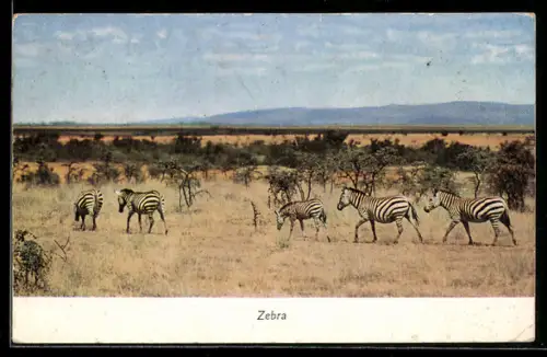 AK Zebras laufen durch die Steppe vor Bergen
