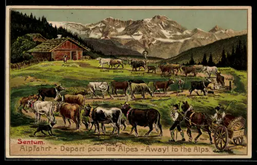 AK Sentum, Ochsen bei der Alpfahrt, Viehzucht, Bauer