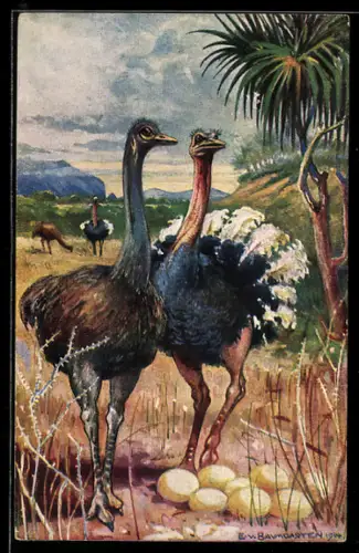 Künstler-AK E. v. Baumgarten: Strausse in Südwestafrika, Kolonialkriegerdank