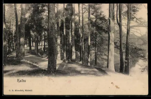 AK Kaihu, Partie im Wald
