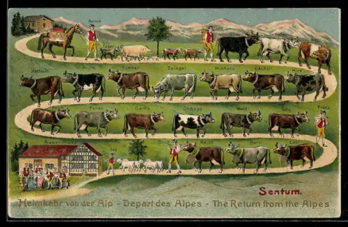 AK Sentum, Heimkehr von der Alm, Kühe