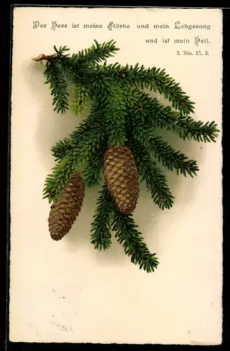 AK Der Herr ist meine Stärke..., Tannenzweig mit Zapfen