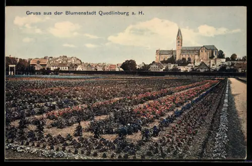 AK Quedlinburg a. H., Blumenfelder, Stadtansicht, Stiftskirche