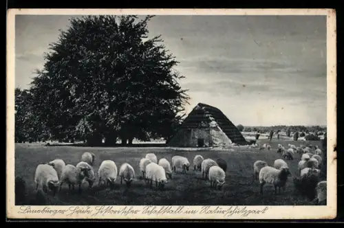 AK Lüneburger Heide, Naturschutzpark, Historischer Schafstall, Schafherde