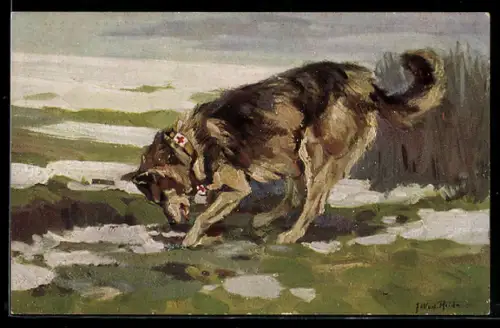 Künstler-AK Serie: Der Sanitätshund im Feld, Bild 7, Der Sanitätshund auf der Spur eines Verwundeten