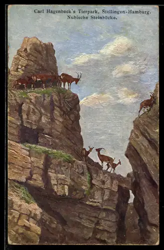 AK Hamburg-Stellingen, Carl Hagenbeck's Tierpark, Felsenpartie, Nubische Steinböcke