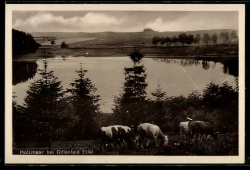 AK Gillenfeld /Eifel, Holzmaar, See mit Kühen und Landschaft