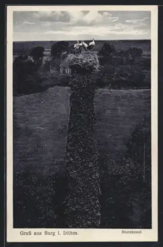 AK Burg i. Dithm., Blick zu einem Storchennest