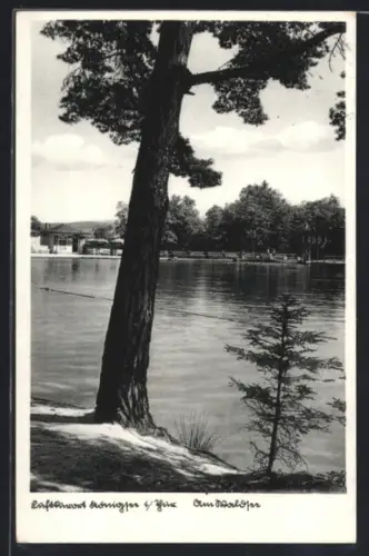 AK Königsee i. Thür., Am Waldsee