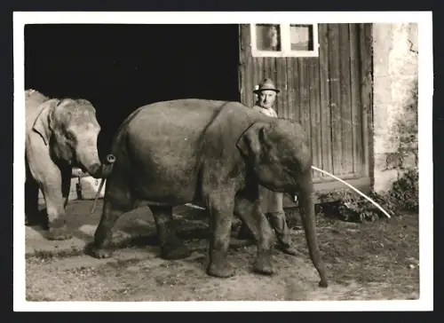 2 Fotografien unbekannter Fotograf und Ort, Zwei Elefanten mit ihrem Tierpfleger
