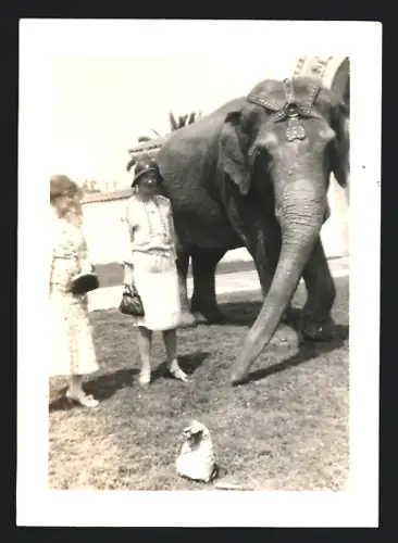 2 Fotografien unbekannter Fotograf und Ort, Zirkus-Elefant mit zwei Frauen im Freien