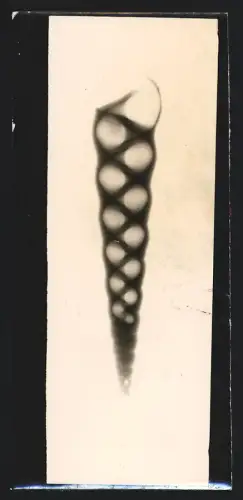 2 Fotografien unbekannter Fotograf und Ort, Fotografie und Röngtenbild /X-Ray einer Muschel
