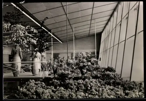 AK Erfurt, 1. Internationale Gartenbauausstellung der sozialistischen Staaten 1961, Halle XIII Blumen- & Zierpflanzenbau