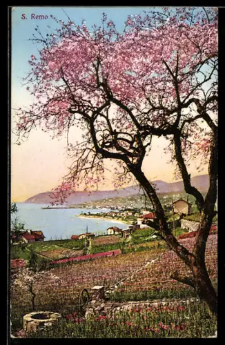 AK San Remo, Vista del paesaggio con albero in fiore e mare sullo sfondo