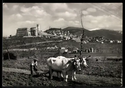 AK Assisi, Visione panoramica con buoi al lavoro nei campi
