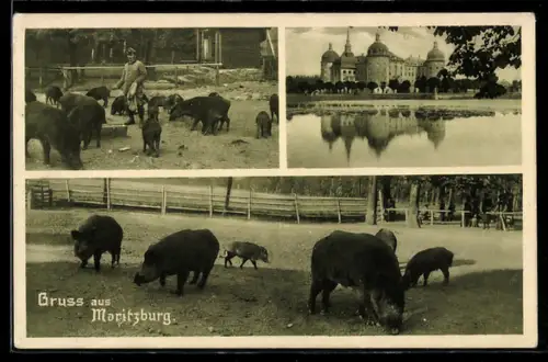 AK Moritzburg, Schloss mit Teich, Wildgehege mit Wildschweinen