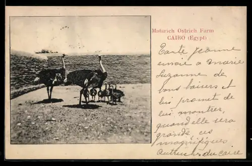 AK Cairo, Straussenpaar mit Nachwuchs auf einer Farm