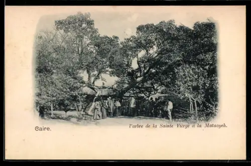 AK Caire, L`arbre de la Sainte Vièrge à la Mataoyeh