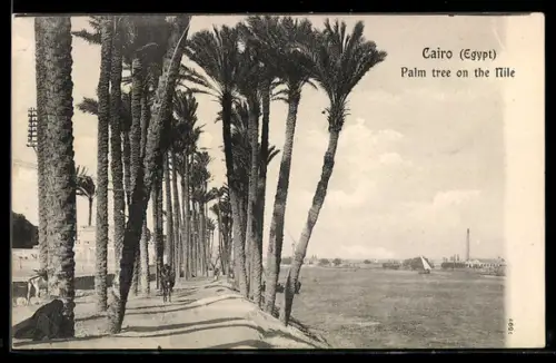 AK Cairo, Palm tree on the Nile