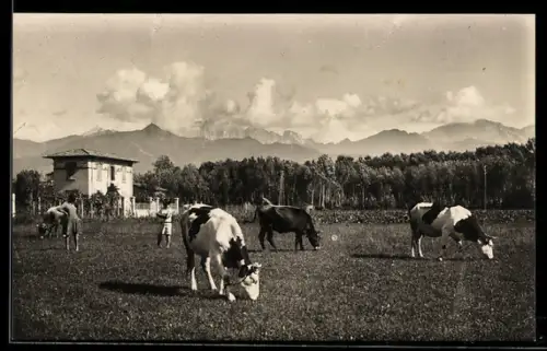 AK Forte dei Marmi, Paesaggio rurale con mucche al pascolo e montagne sullo sfondo