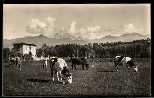 AK Forte dei Marmi, Mucche al pascolo con montagne sullo sfondo