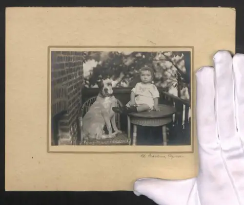 Fotografie Ad. Martens, Itzehoe, Portrait vom Kleinkind Heinz mit Hund auf einem Stuhl im Jahr 1921, 25 x 20cm