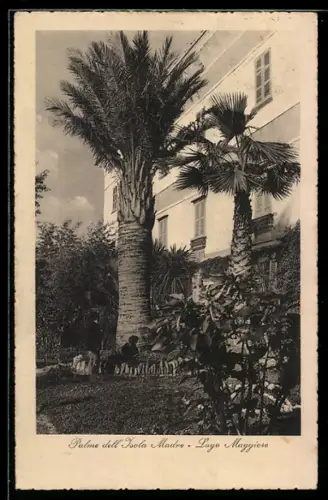 AK Isola Madre /Lago Maggiore, Palme dell`Isola Madre e giardino elegante