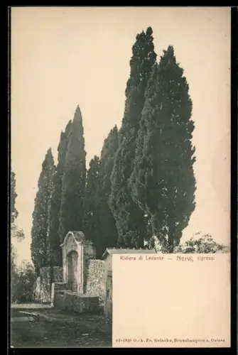 AK Nervi /Riviera di Levante, Cipressi lungo la Riviera di Levante
