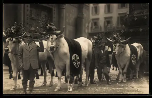 AK Firenze, Il Carro del Sabato Santo, I bovi del Carro