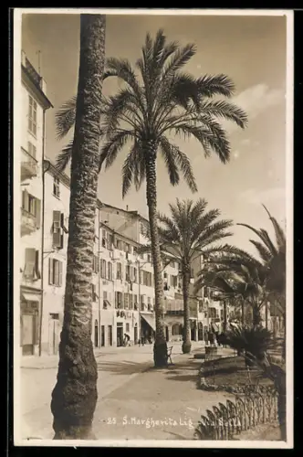 AK S. Margherita Ligure, Viale con palme e edifici storici