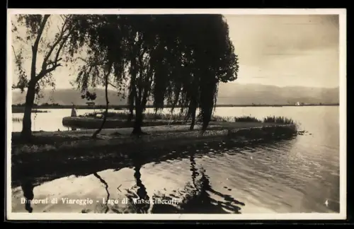 AK Viareggio /Lago di Massaciuccoli, Dintorni pittoreschi con alberi e riflessi sull`acqua