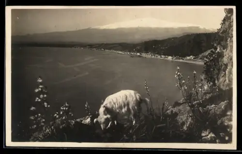 AK Taormina, Panorama mit Hund