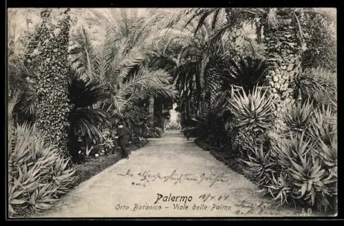 AK Palermo, Orto Botanico, Viale delle Palme