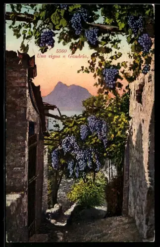 AK Gandria, Una vigna